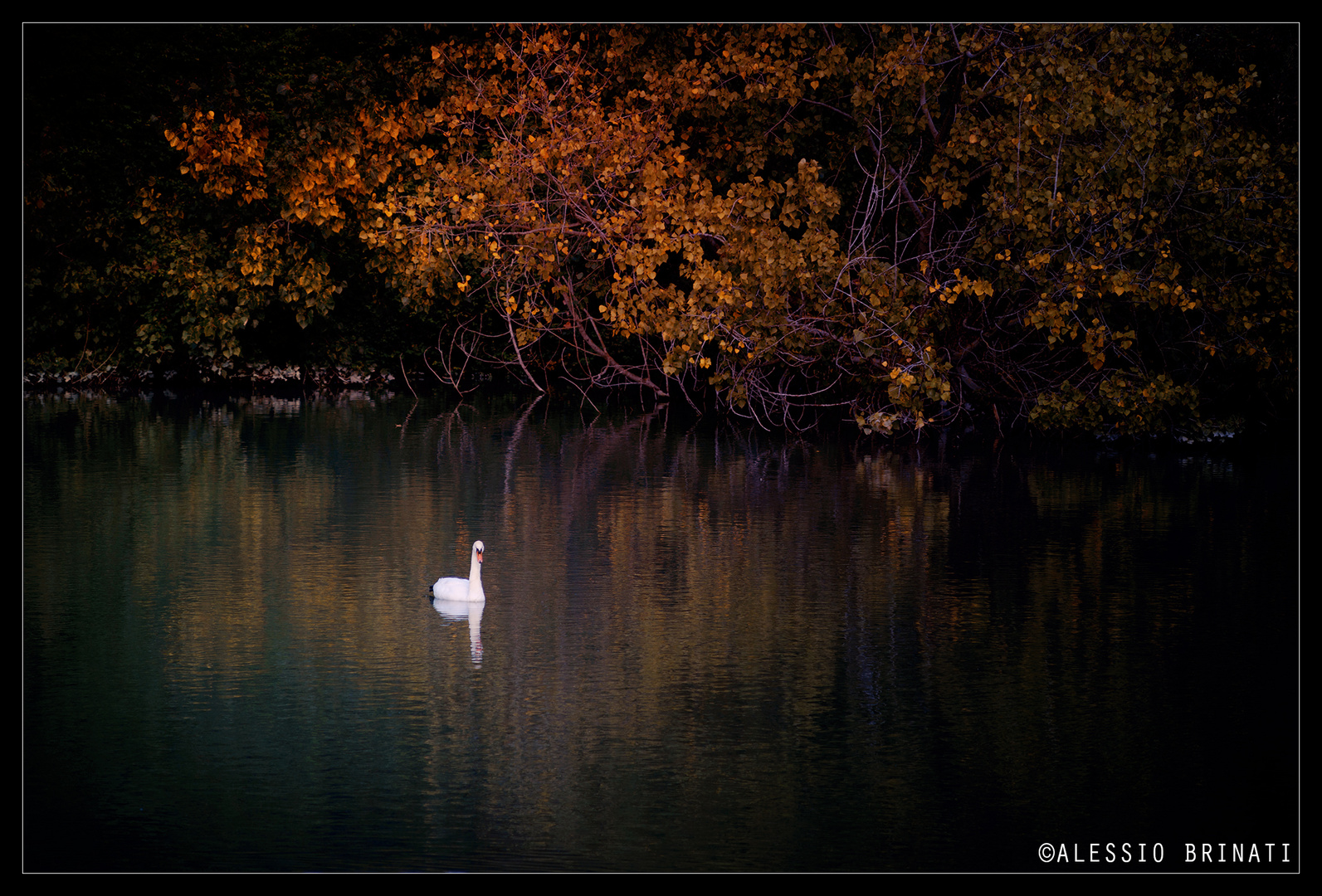 Autumn in lake