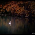 Autumn in lake