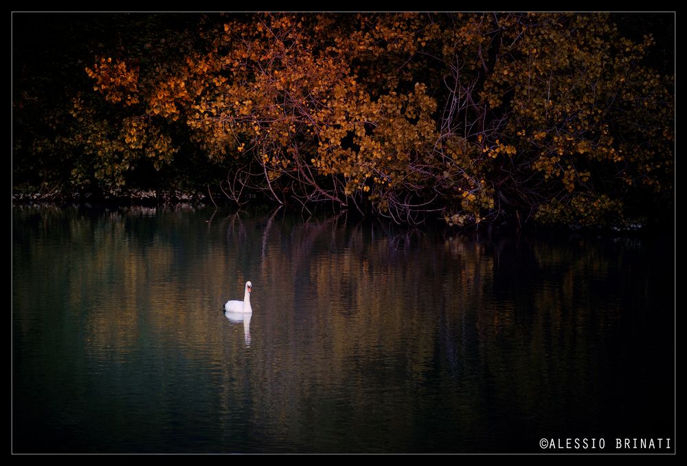 Autumn in lake