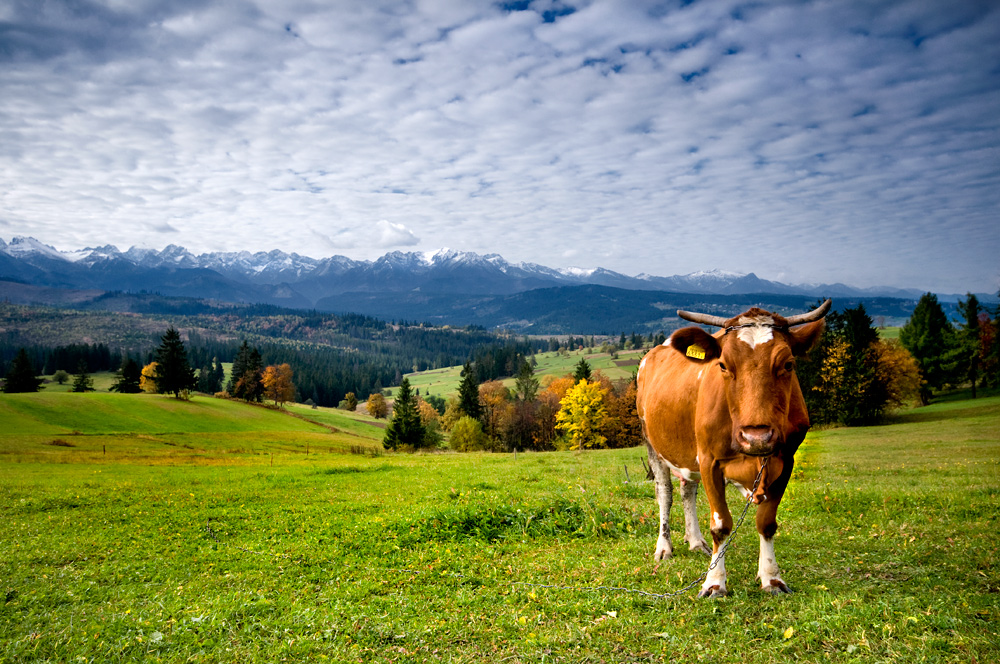 Autumn in Lapszanka