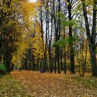 Autumn in Moscow region