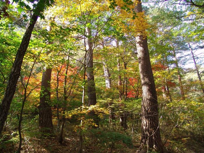 Autumn in Mount Kumgang 2