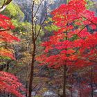 Autumn in Mount Kumgang