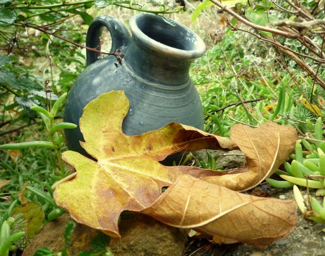 Autumn in my garden