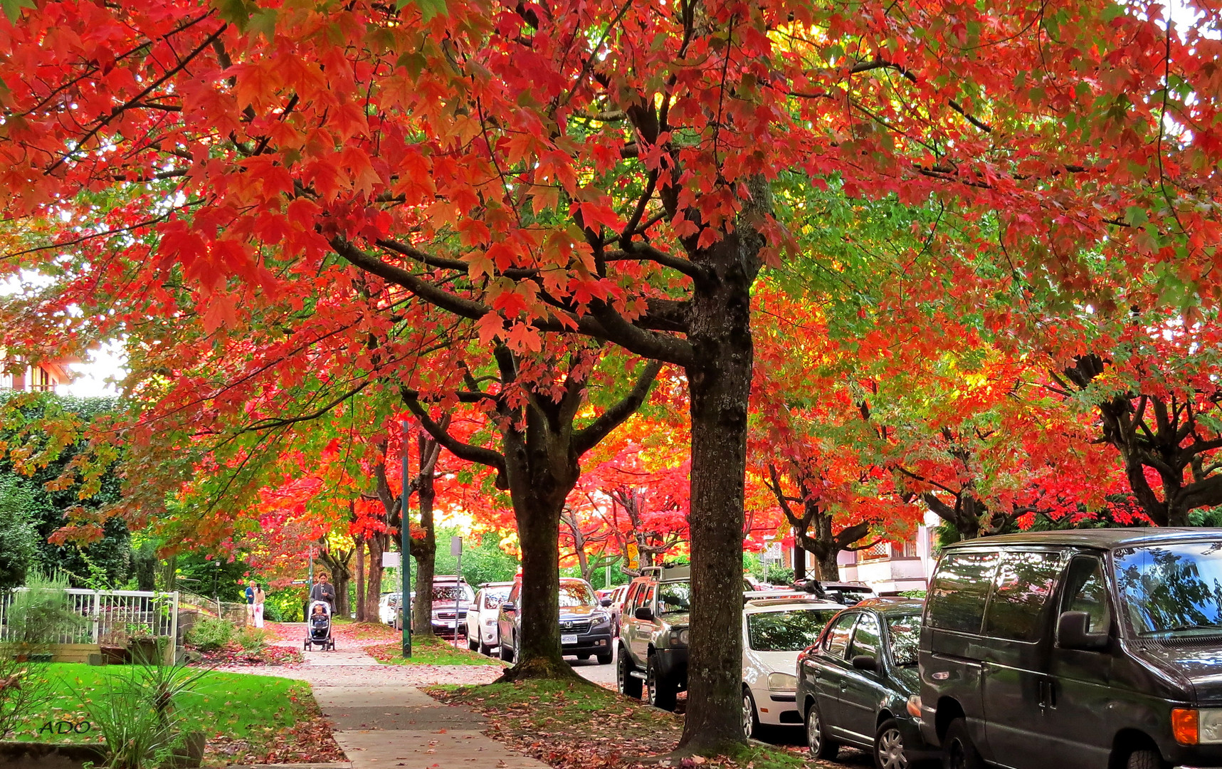 Autumn in my Neighbourhood