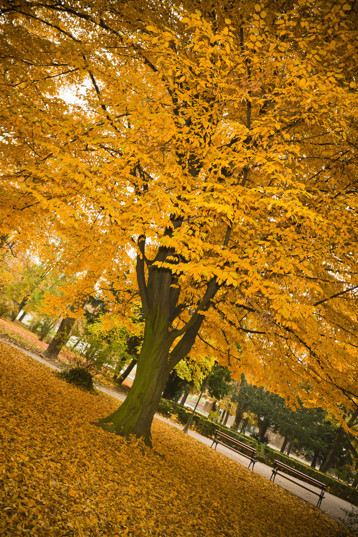 Autumn in my Park