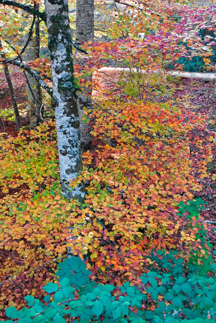 Autumn in Navarra