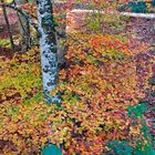 Autumn in Navarra