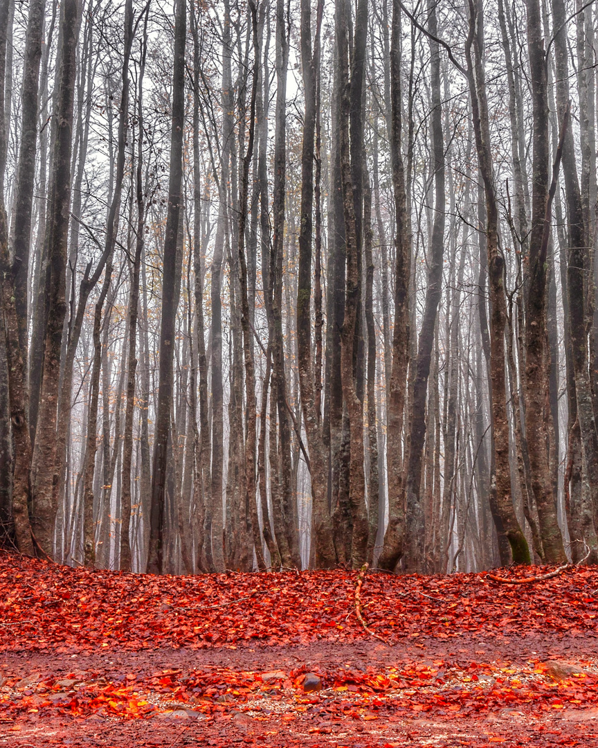 Autumn in Nebrodi...