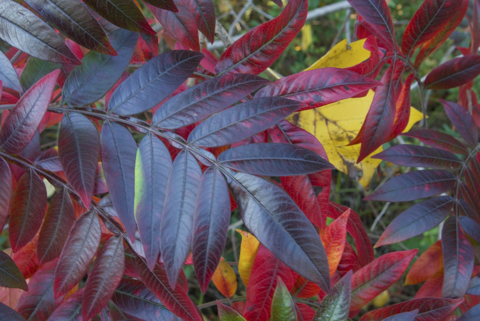 Autumn in New Jersey