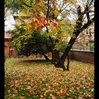 Autumn in Ravenna