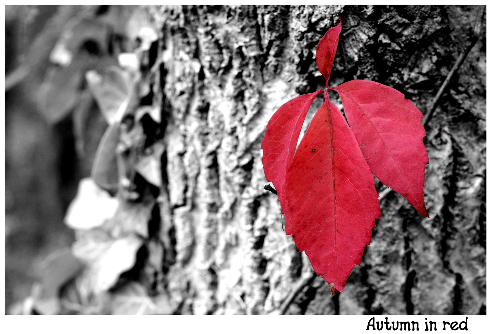 Autumn in red