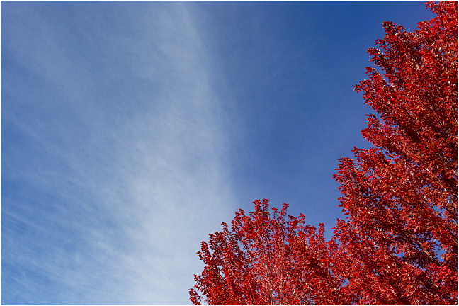 Autumn In Red 