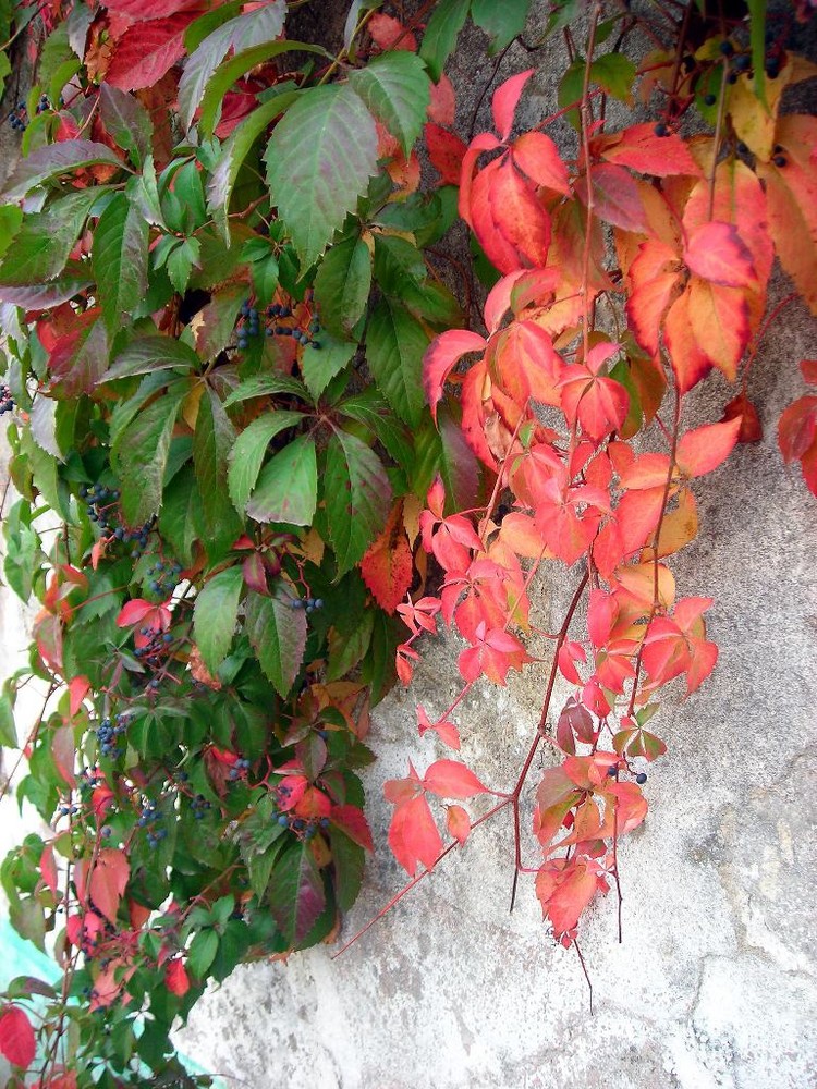 autumn in red