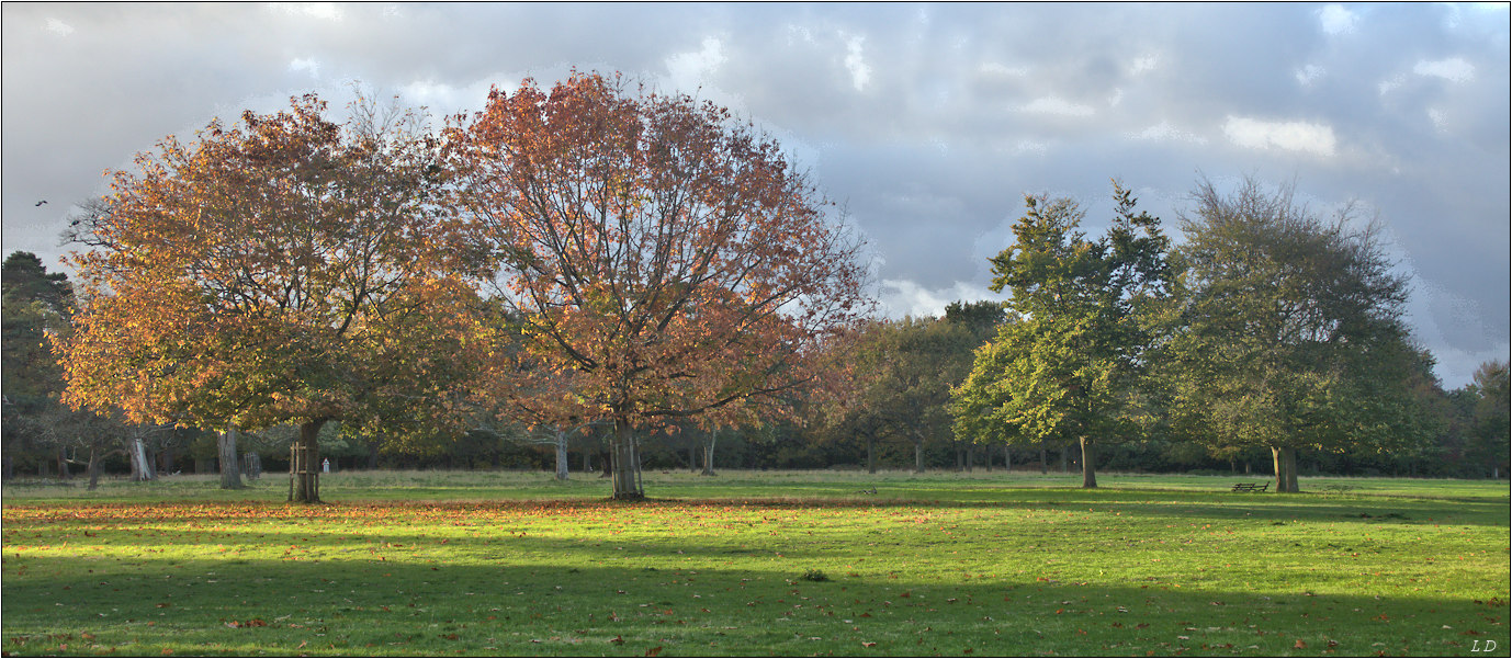  Autumn in Richmond park