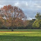  Autumn in Richmond park