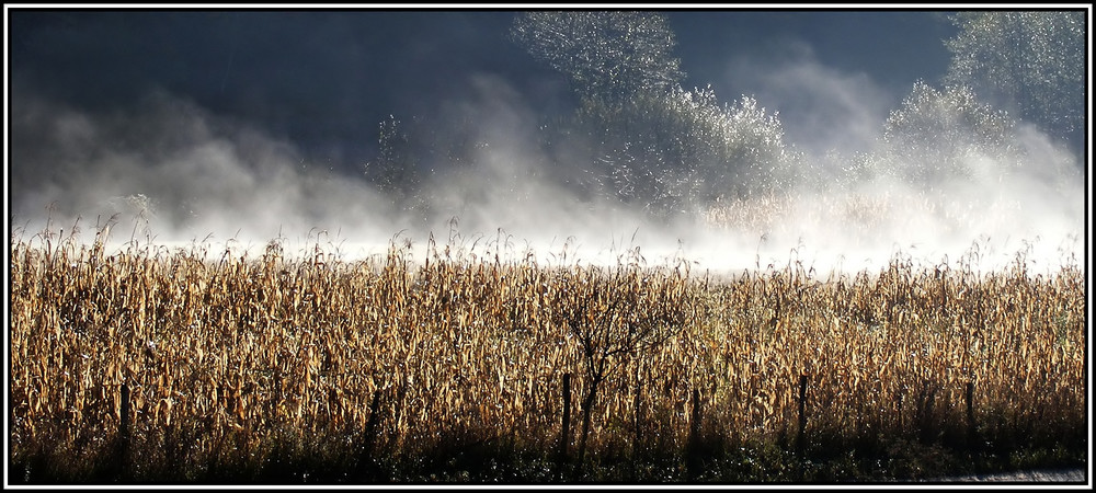 Autumn in Salicea