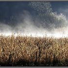 Autumn in Salicea