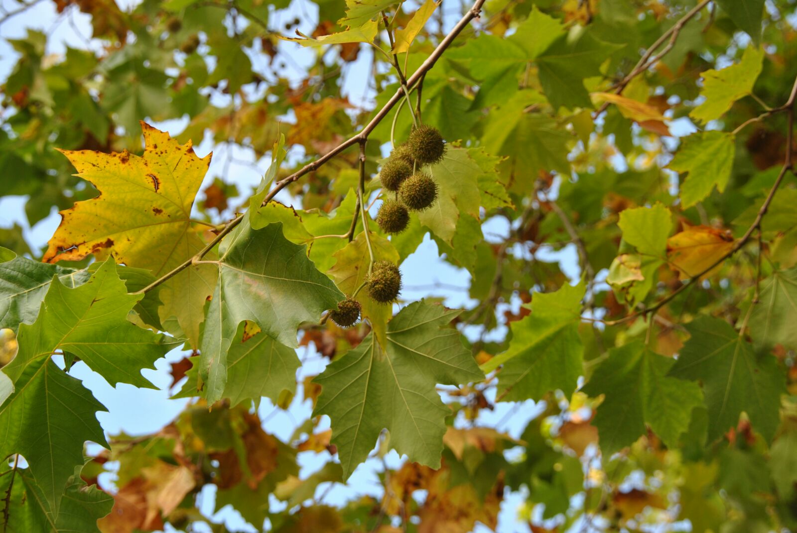 Autumn in Salisbury