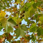 Autumn in Salisbury