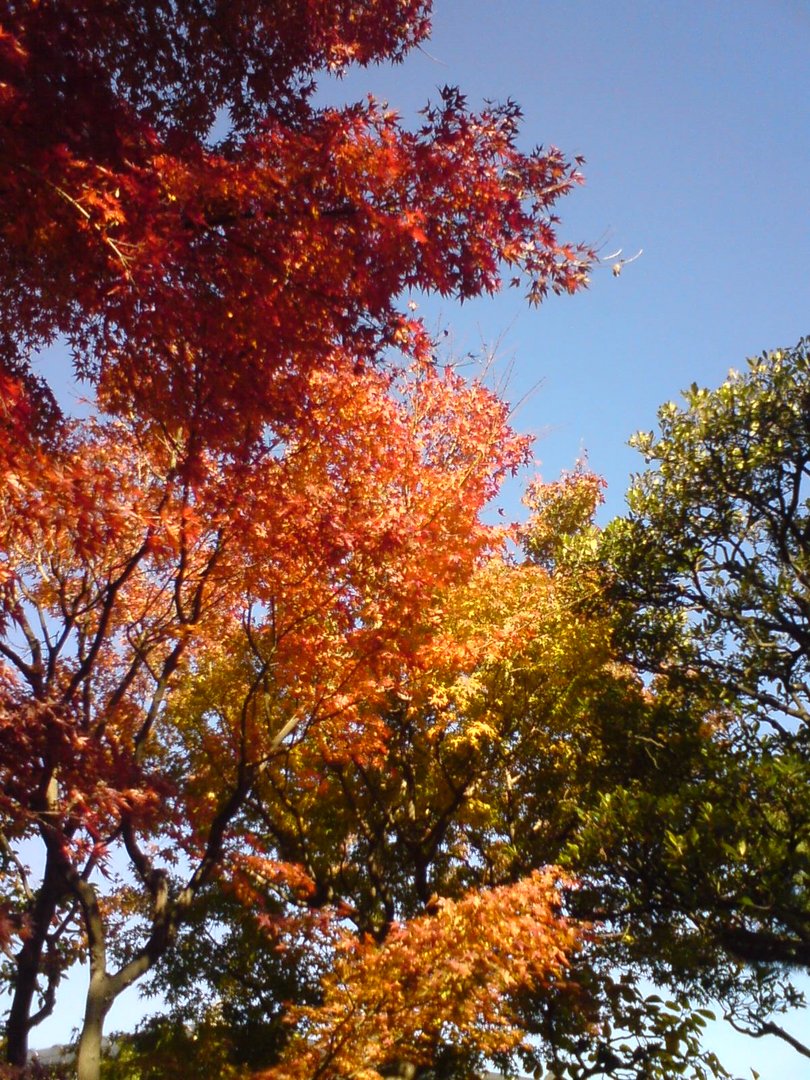 Autumn in Shizuoka