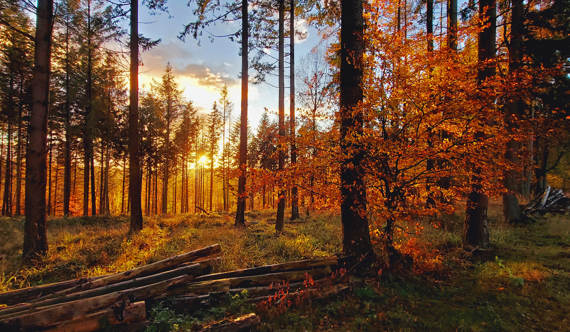 Autumn in Taunus-Forest