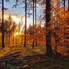 Autumn in Taunus-Forest