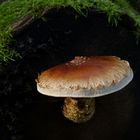 Autumn in the black forest