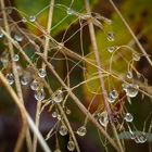 Autumn in the Black Forest