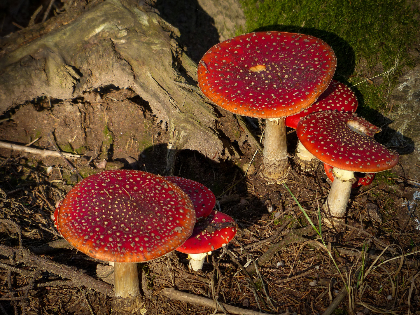 Autumn in the black forest