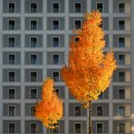 autumn in the city #1