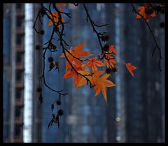 Autumn in the City