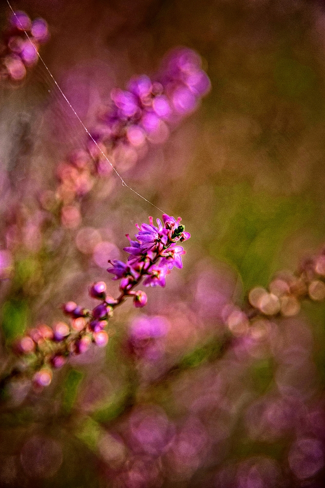 Autumn In the Door