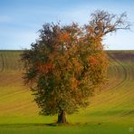 AUTUMN IN THE FIELDS [02|COLOR]