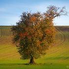 AUTUMN IN THE FIELDS [02|COLOR]