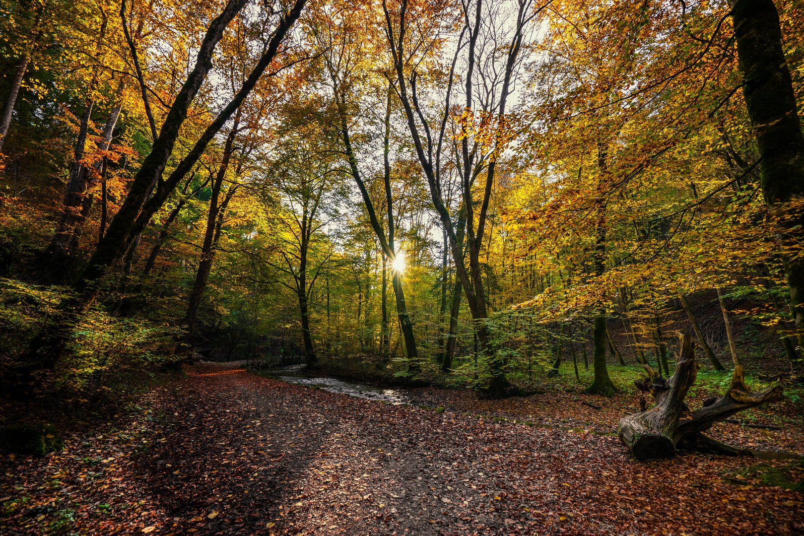 Autumn in the forest