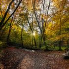 Autumn in the forest