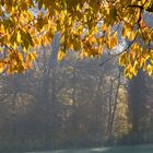 Autumn in the forest near our house