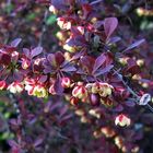 Autumn in the garden