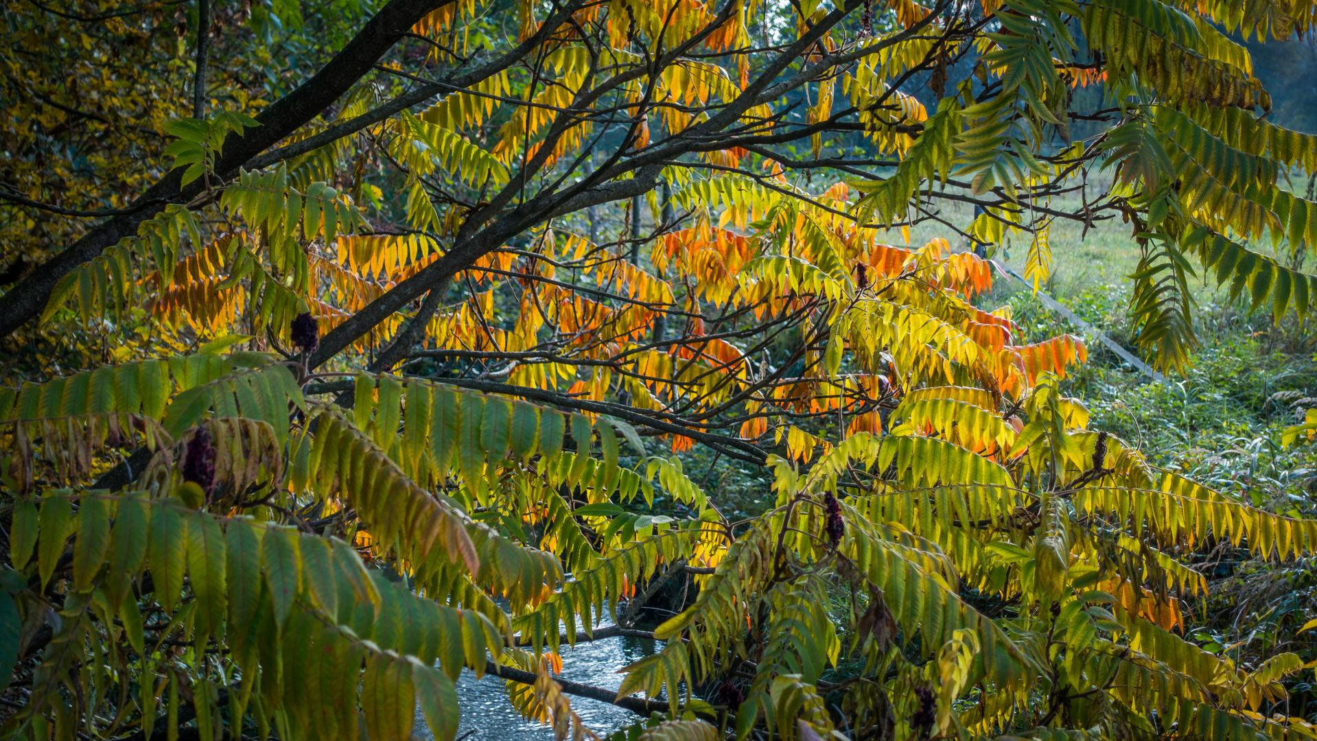 Autumn in the Garden