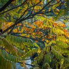 Autumn in the Garden