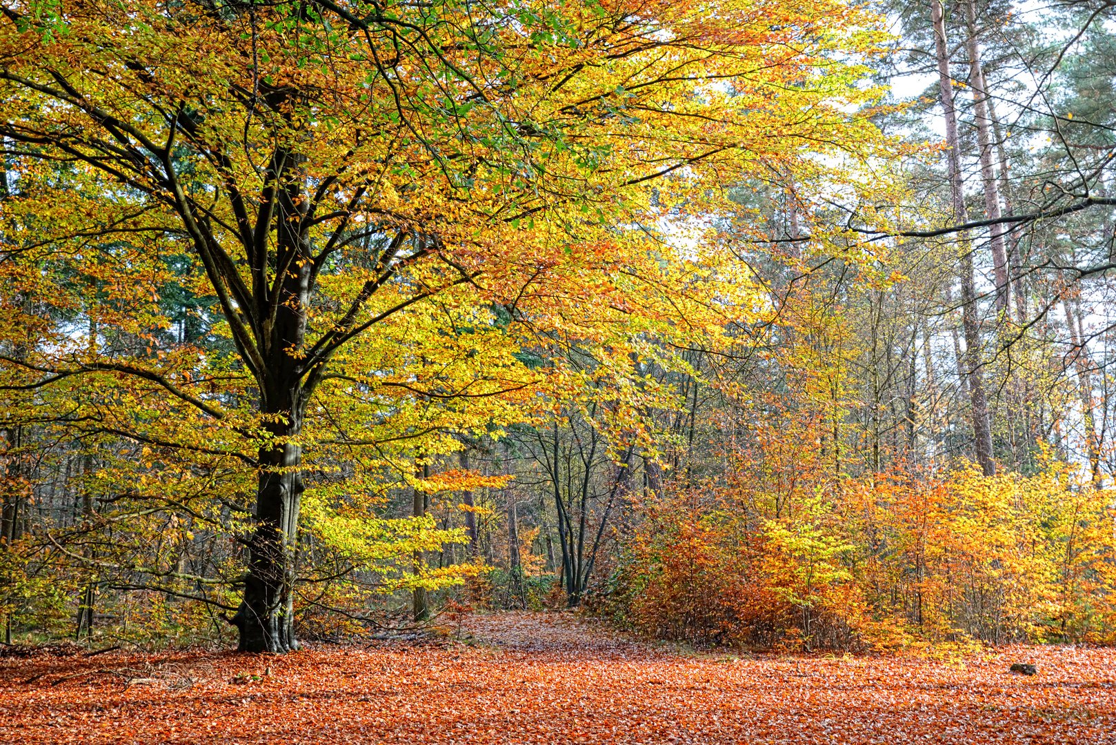 Autumn in the Netherlands