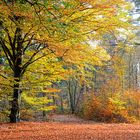 Autumn in the Netherlands