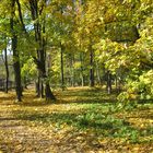 autumn in the park