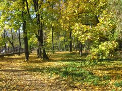 autumn in the park