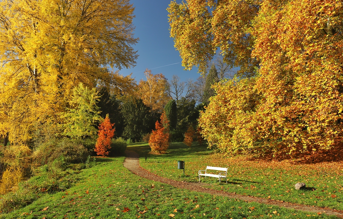 Autumn in the park