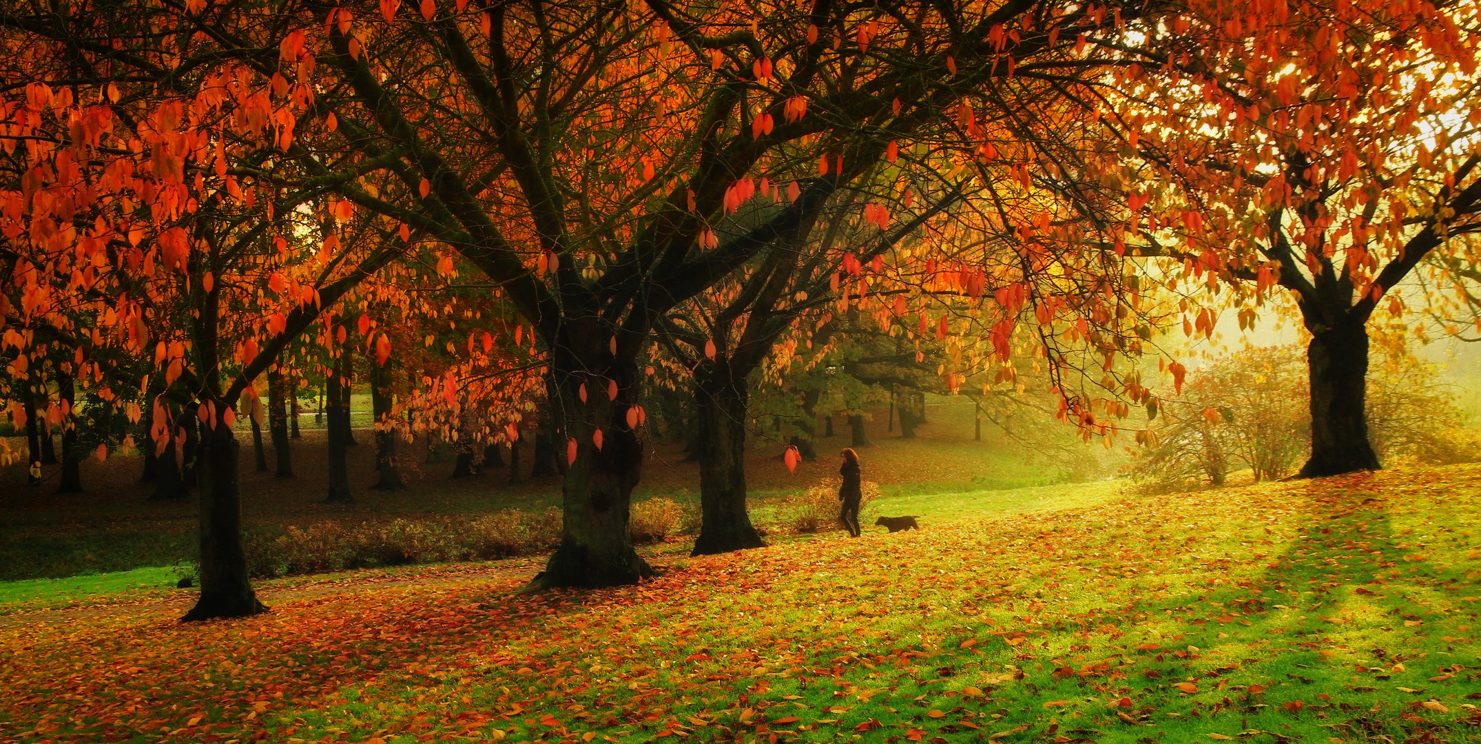 Autumn in the park