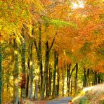 Autumn in the Rhondda Fach