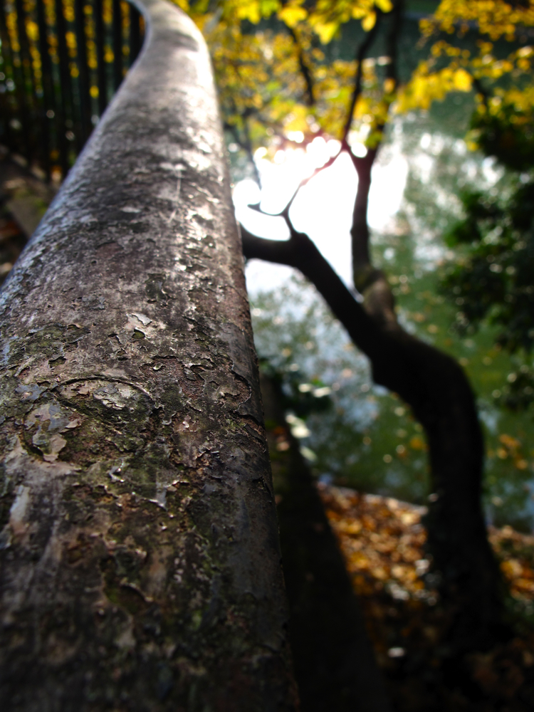 Autumn in the Volksgarden