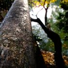 Autumn in the Volksgarden